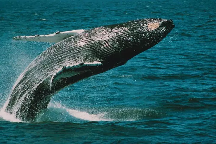 Whale and Dolphin Watching Cruise from Cape May