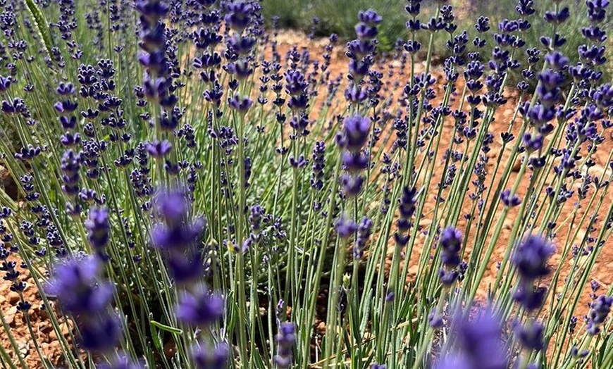 Image 7: Élégance provençale Huile d'olive de lavande et pistache