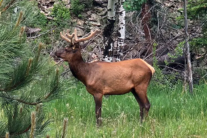 Woodland Park: 2 Hour Guided Wildlife Sunset UTV Tour - You Drive