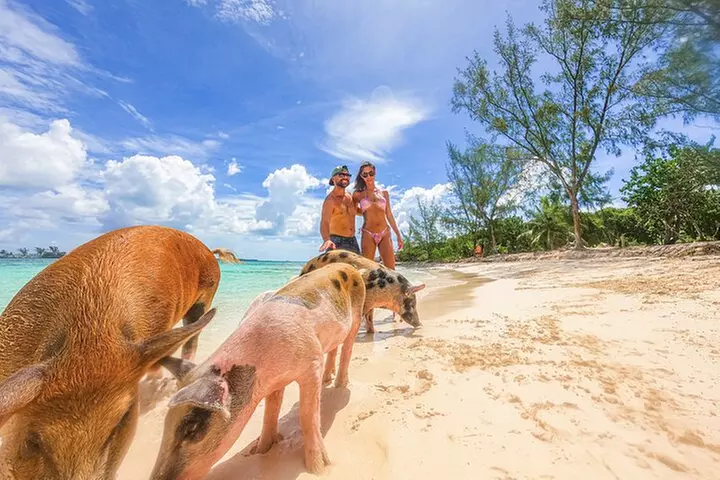 Swimming Pigs and Pearl Island Beach Escape - Primary Image