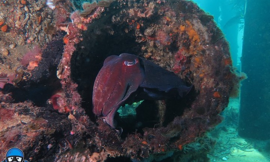 Image 3: PADI Open Water Course