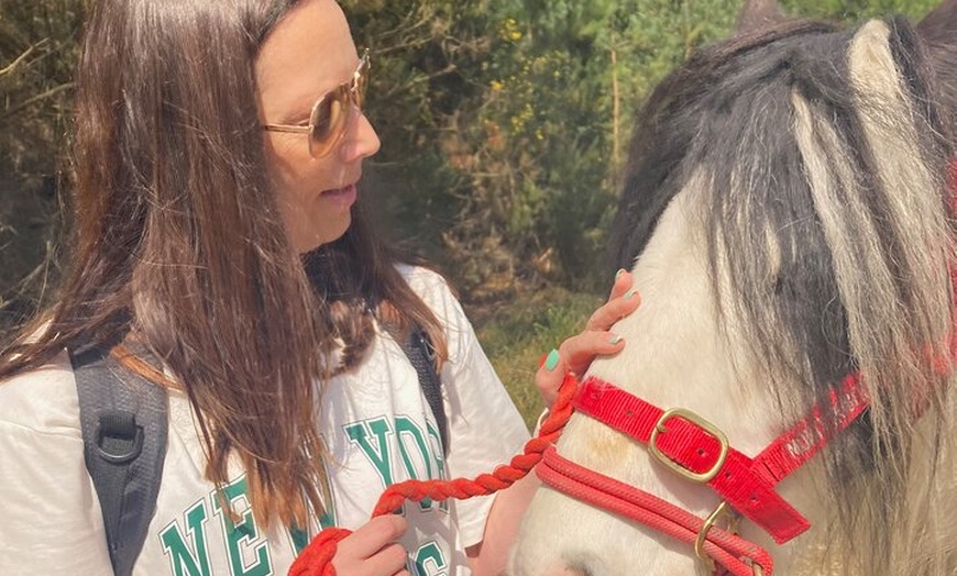 Image 7: Pack Pony Wild Camping in Ancient Woodland, Dorset