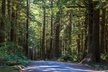 Redwood National and State Parks Self-Guided Audio Driving Tour - Second Medium