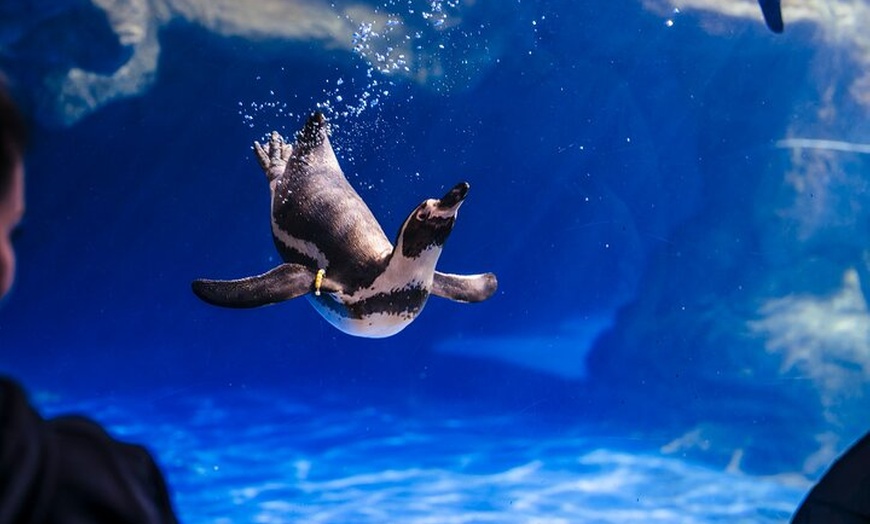 Image 9: Entrada sin colas para el Acuario de Barcelona