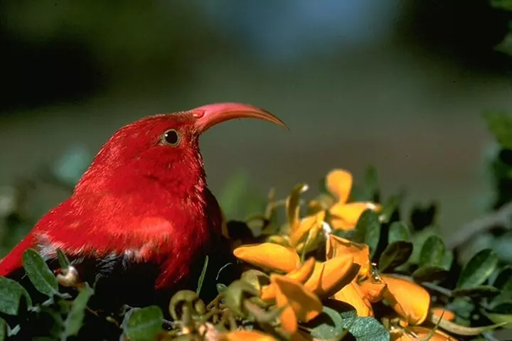 Full-Day Hakalau Forest Reserve Bird Watching Adventure - Second Medium