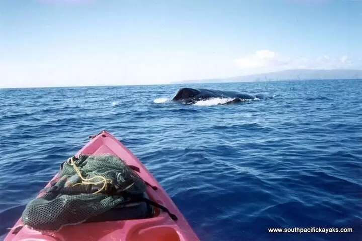 Maui South Shore Premier Kayak and Snorkel Tour from Makena Beach