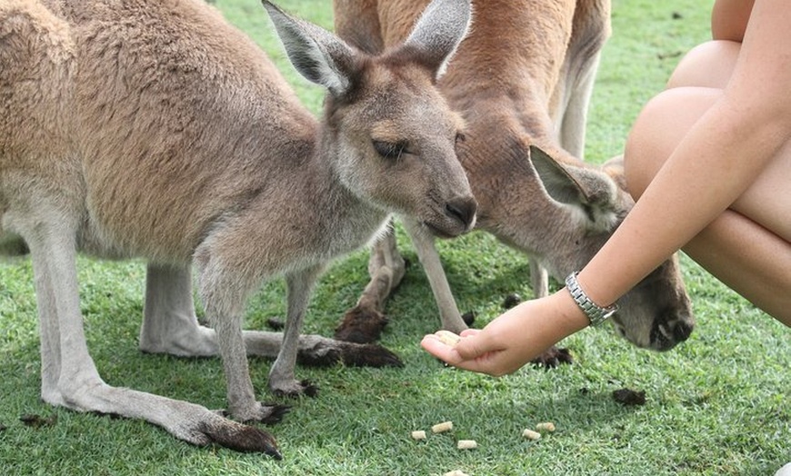 Image 5: Pinnacles Desert, Koalas and Sandboarding 4WD Day Tour from Perth