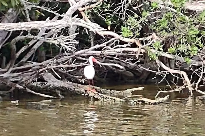 Sunset kayaking tour at Manatee Cove with Manatee & Dolphin sightings