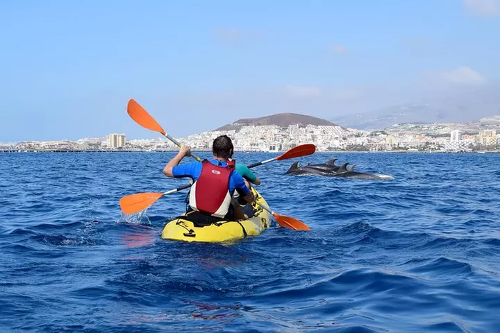 Tenerife : Tour en Kayak Tortuga & Delfines con Snorkel & Traje de ...