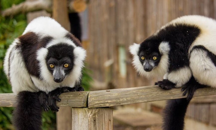 Image 3: Howletts Day Ticket