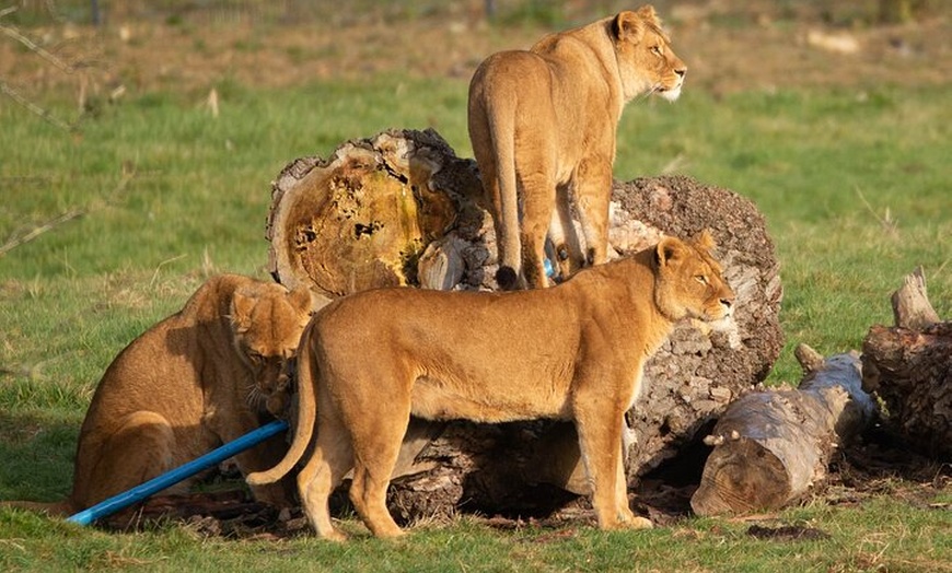 Image 4: Port Lympne Day Ticket