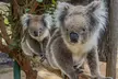 Cleland Wildlife Park Experience - from Adelaide including Mt Lofty Summit - Image 2