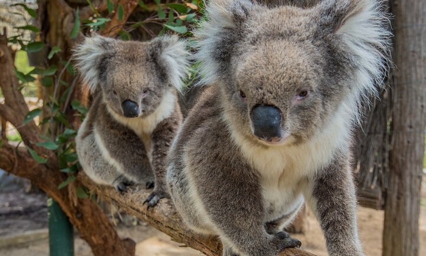 Image 1: Cleland Wildlife Park Experience - from Adelaide including Mt Lofty...