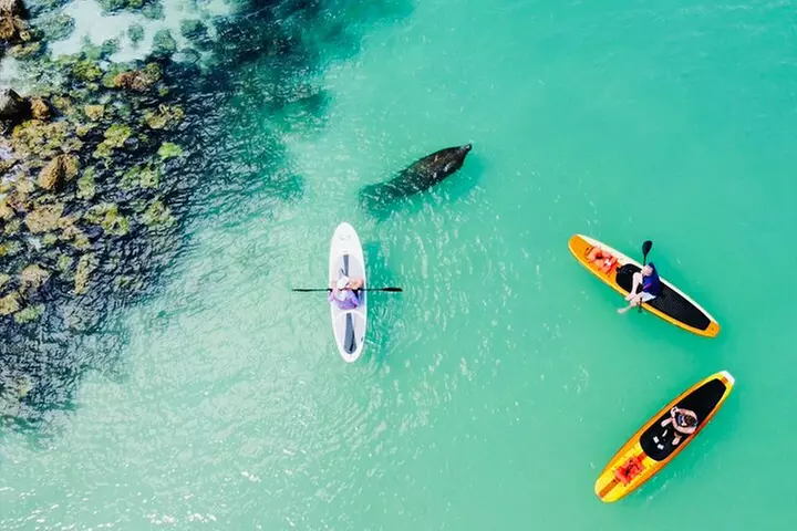 Dolphin and Manatee Adventure Tour of Fort Myers