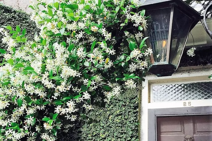 Undiscovered Charleston: Half Day Food, Wine & History Tour with Co...