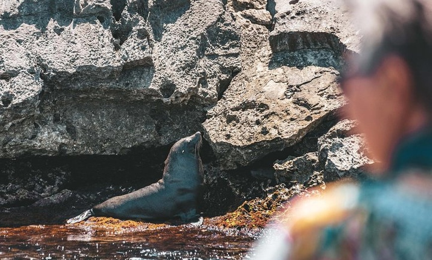 Image 3: Adventure Rottnest Tour with Ferry & Adventure Cruise