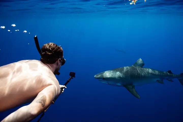 Private Shark Dive, Oahu, Hawaii (6 Guest) - Primary Image