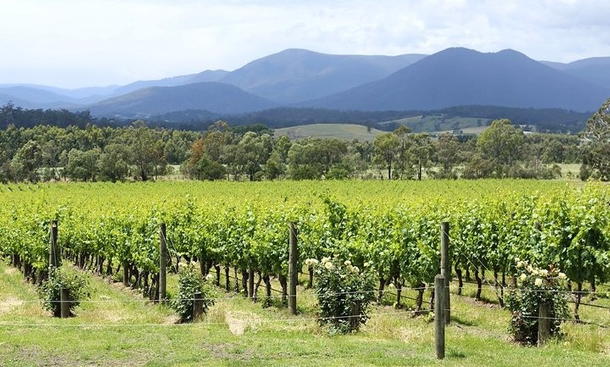 Image 4: Yarra Valley Wine Day Tour