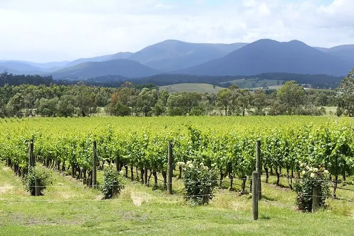 Yarra Valley Wine Day Tour
