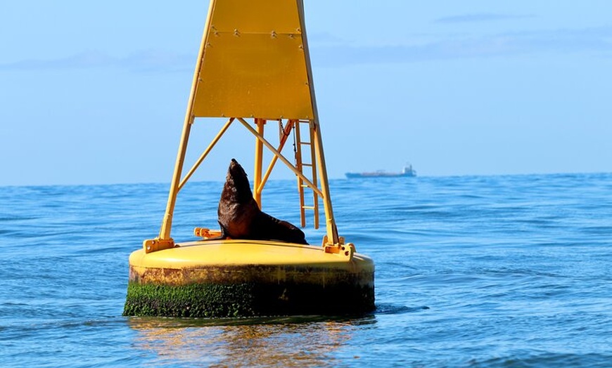 Image 14: Humpback Whale Encounter Tour from Newcastle