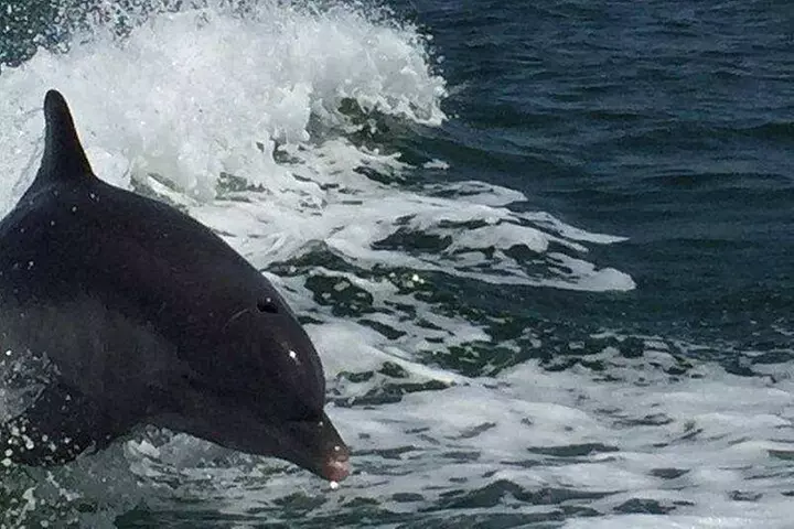 Sunset Dolphin Cruise with Sanibel Lighthouse Views