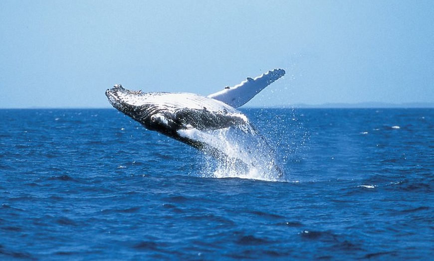 Image 5: Phillip Island Whale Watching Tour