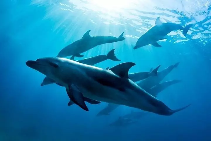 3 hour Dolphin and Seal Swim (NOV-APR) - Primary Image