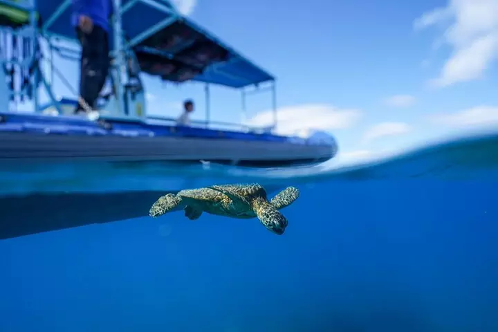 Oahu Swimming with Dolphins Speedboat Adventure