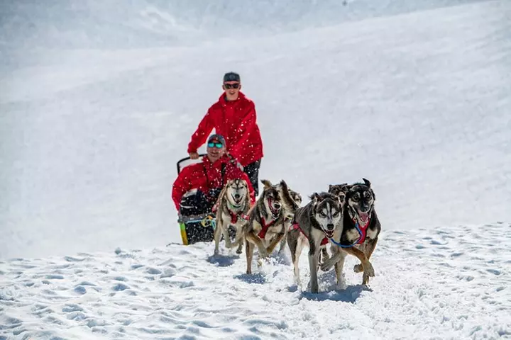 Summer Glacier Dogsledding Tour from Girdwood