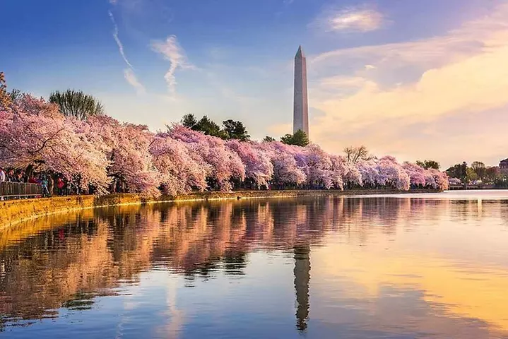 Washington D.C. Cherry Blossom Day Tour from DC&VA - Primary Image