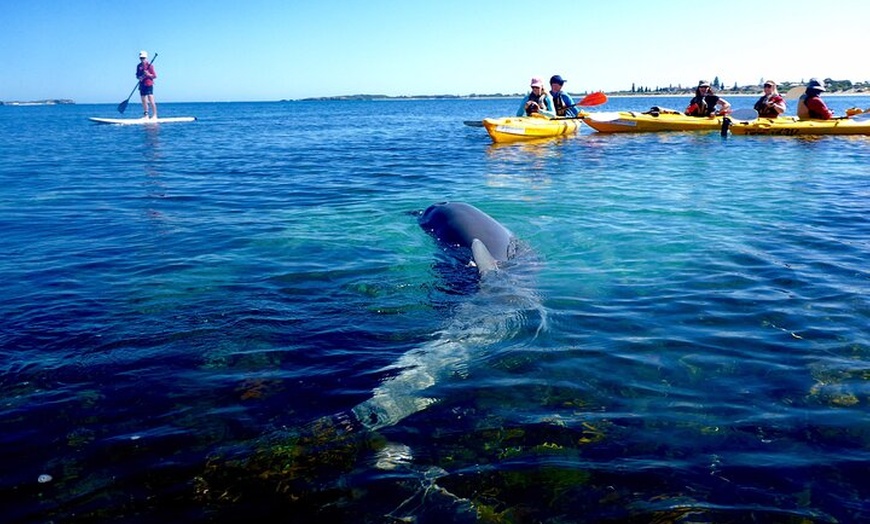 Image 2: Penguin and Seal Islands Sea Kayaking Experience