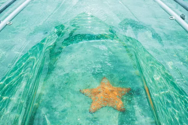 Guided Clear Kayak Eco-Tour of Jupiter