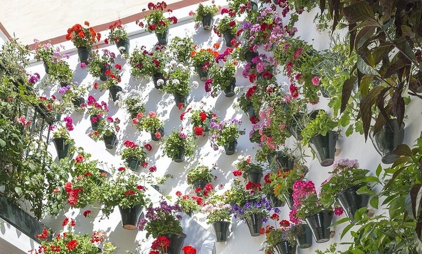 Image 6: Tour Especial Festival Patios de Córdoba