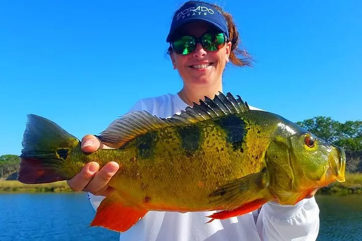 Peacock Bass Fishing Trips Near Miami Florida
