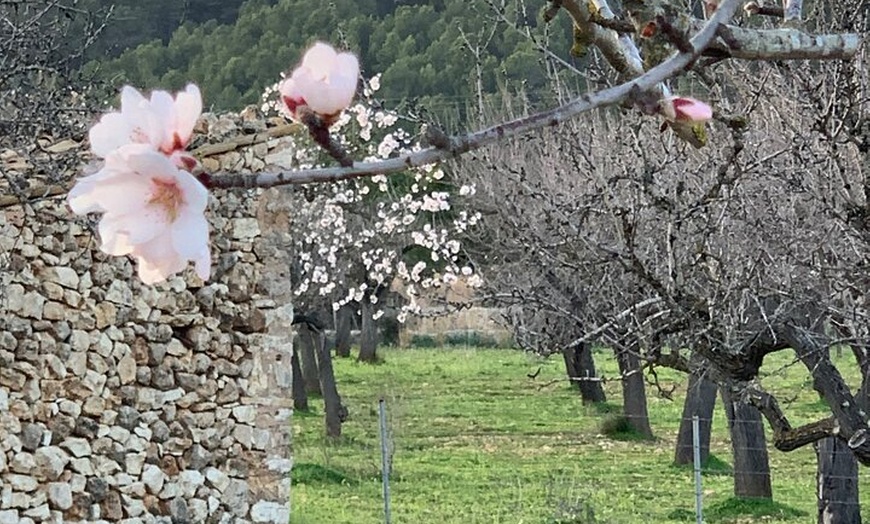 Image 17: Sierra de Tramuntana caminata con pequeño picnic