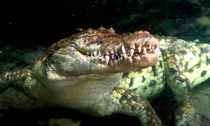 Image 8: Entrada al acuario de Zaragoza