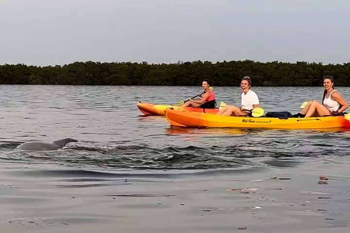 Sunset Kayaking with Dolphins