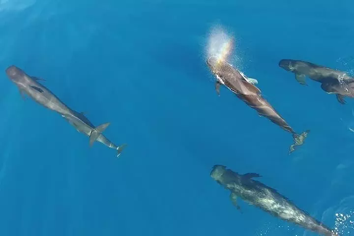 Maui Whale Watching -PRIVATE- Air Tour: (2-5 People): SEE WHALES!