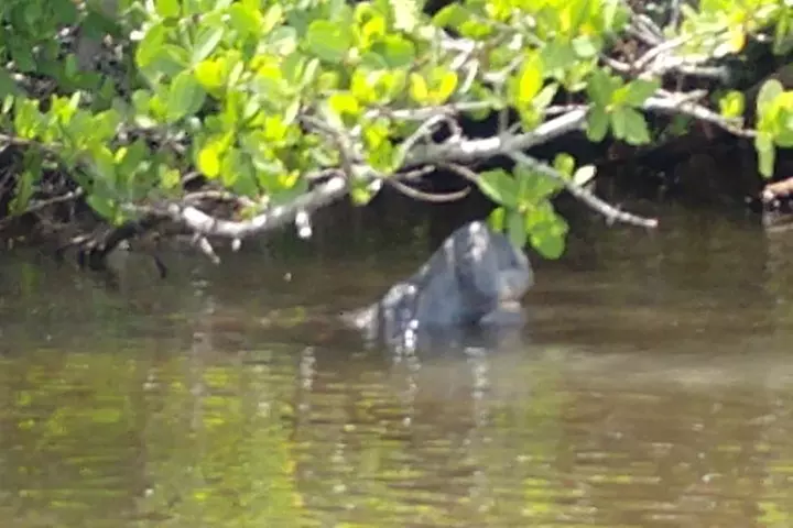 Guided Kayak Tour with Manatee & Dolphin Sightings