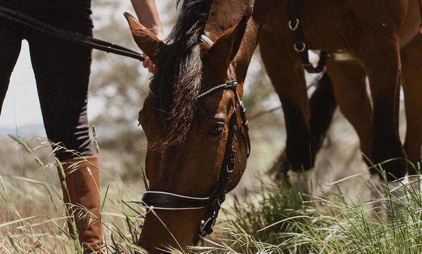 Image 5: Romantic Horse Trail Ride with Wine and Food in Adelaide Hills