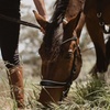 Image 5: Romantic Horse Trail Ride with Wine and Food in Adelaide Hills