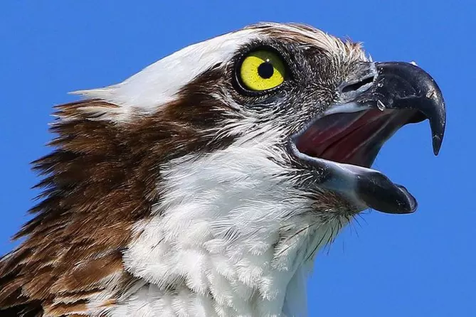 Birding Photography Boat Tour - See the Amazing Birds of Rookery Bay! - Primary Image