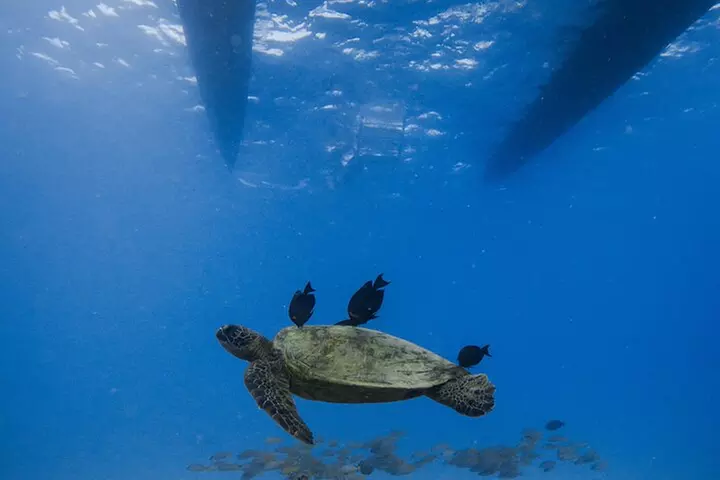 Moana's Waikīkī Grand Guided Turtle Snorkel & Sailing Adventure