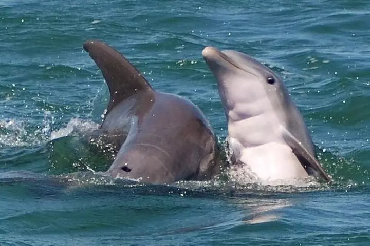 Shark and Wildlife Viewing Adventure in Key West