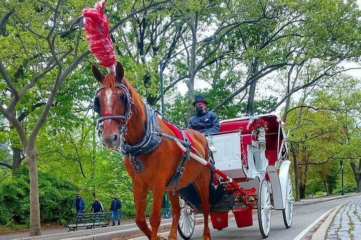 TROY CARRIAGES TROY CARRIAGES Groupon