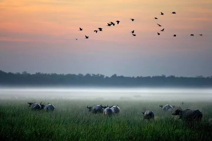 Kakadu Wildlife Escape Fogg Dam or Crocodile Cruise from Darwin