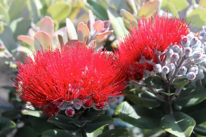 Hilo Shore Excursion: Active Volcano, Lava Tube, Waterfall and Gardens