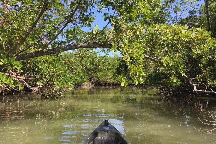 Marco Island Mangrove Tunnel and Maze Adventure Small group size
