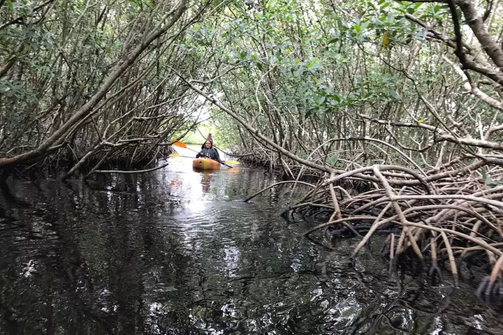 Manatees and Mangrove Tunnels Small Group Kayak Tour