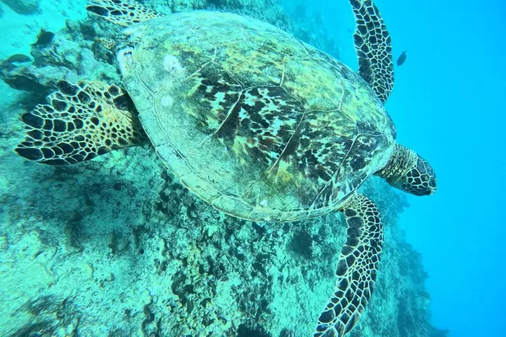 Moana's Waikīkī Grand Guided Turtle Snorkel & Sailing Adventure
